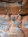 Argiope_ZZ307_D3506_Z_89_Karinji NP_Australie